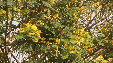 Yellow Blossoming Flowers on Tree Stock Footage 86608005
