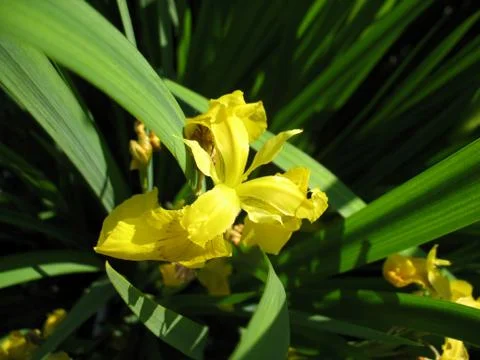 Yellow blossoming of iris Stock Photos