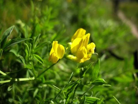 Yellow blossoming Stock Photos