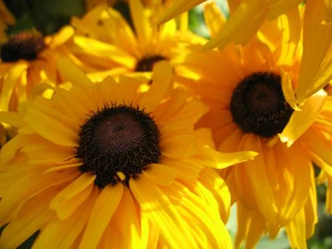 Yellow blossoming Stock Photos