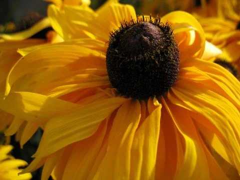 Yellow blossoming Stock Photos