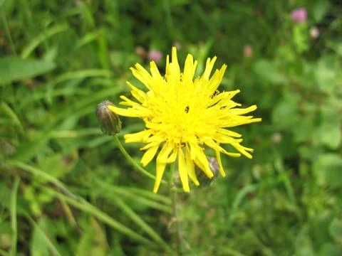 Yellow blossoming Stock Photos