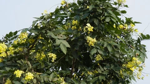 Yellow Blossoms Stock-Footage 340752267