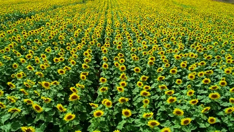 Yellow Blossoms Stock Footage 340777756