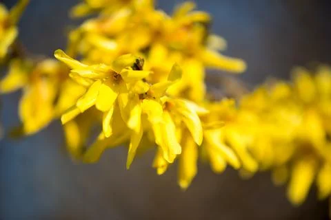 Yellow Blossoms Stock Photos