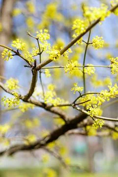 Yellow Blossoms on Tree Branches Stock Photos