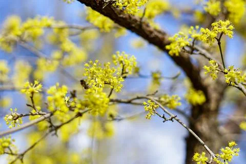 Yellow Blossoms on Tree Branches Stock Photos
