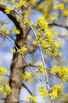 Yellow Blossoms on Tree Branches Stock Photos