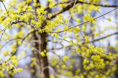 Yellow Blossoms on Tree Branches Stock Photos