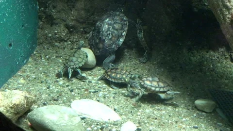 Yellow-blotched Map Turtles Swimming At Columbus Zoo And Aquarium Stock Footage 275437168