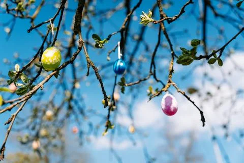 Yellow, blue and pink Easter eggs on the branches of a spring tree with young Stock Photos