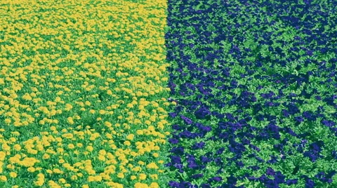 The yellow blue flowers background Stock Footage 48265156