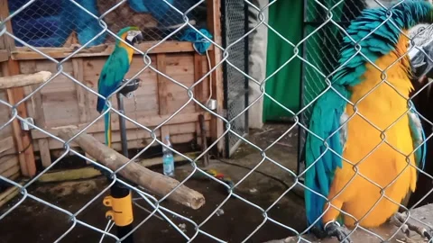 Yellow blue macaw bird in a cage Stock Footage 295500376