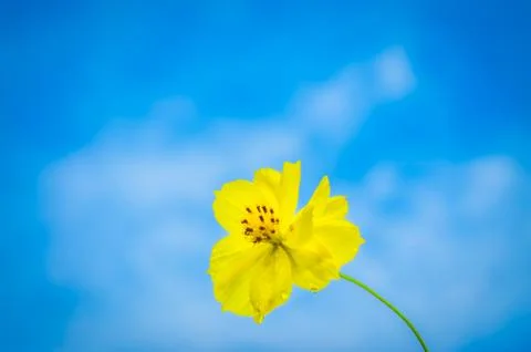 Yellow on Blue. Stock Photos