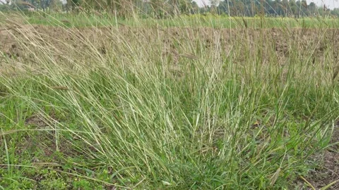 Yellow Bluestem grass Stock Footage 334002706