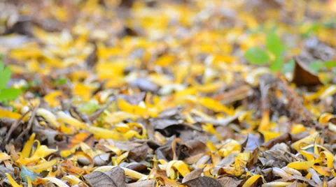 Yellow Blured Leafs With Focus Motion through the Scene Stock Footage 33403663