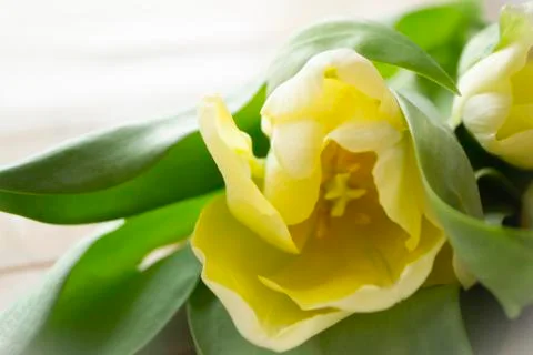 Yellow blurred tulip. Beautiful spring flowery background. Stock Photos