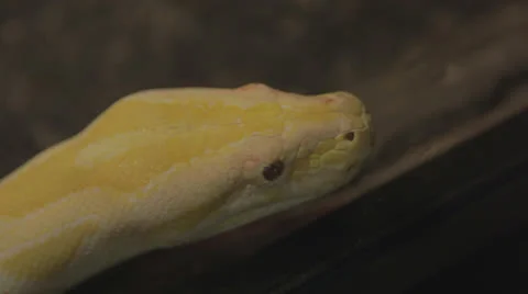 Yellow Boa, Close Up Stock-Footage 24633044
