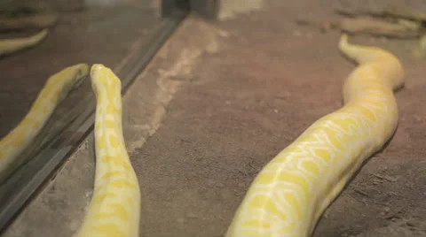 Yellow Boa Interacting With its Reflection Stock Footage 24391350