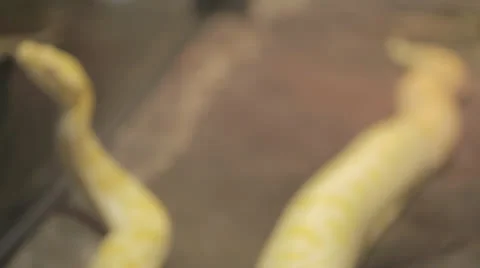 Yellow Boa Playing With Its Reflection Stock Footage 24390885