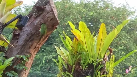 A yellow bodied green winged red headed Coppersmith Barbet bird in its natu.. Stock Footage 300072425