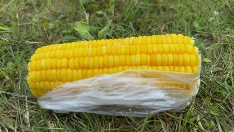 Yellow boiled corn cob in plastic bag on green grass outdoors Vidéo 339366738