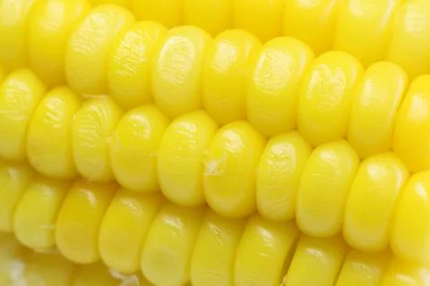 Yellow boiled corn macro Stock Photos
