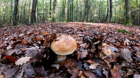 Yellow boletus in the forest with camera slider, mushroom hunt, autumn Stock Footage 118647657