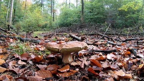 Yellow boletus in the forest with camera slider, mushroom hunt, autumn Stock Footage 118647892