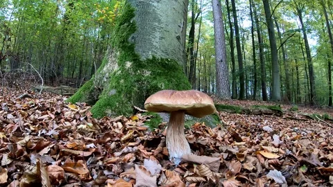 Yellow boletus in the forest with camera slider, mushroom hunt, autumn Stock Footage 118822047
