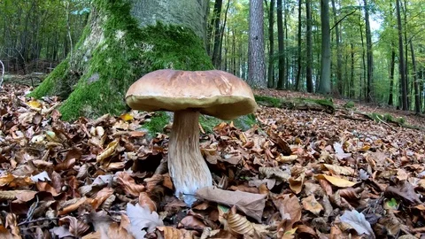 Yellow boletus in the forest with camera slider, mushroom hunt, autumn Stock Footage 118822400