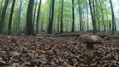 Yellow boletus in the forest with camera slider, mushroom hunt, autumn Stock Footage 118822667