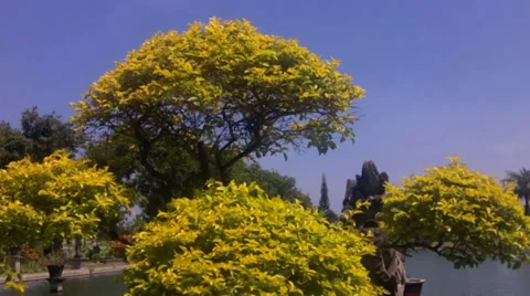 Yellow Bonsai Stock Footage 35651831