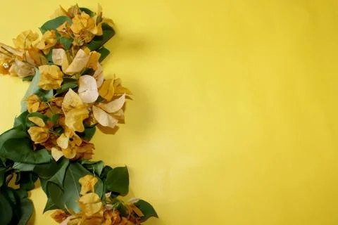 Yellow bougainvillea flower greeting background Stock Photos