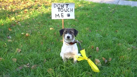 Yellow bow Stock Footage 167199049