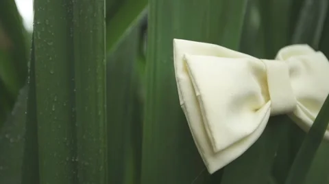 Yellow bow tie  on green background Stock Footage 58044094
