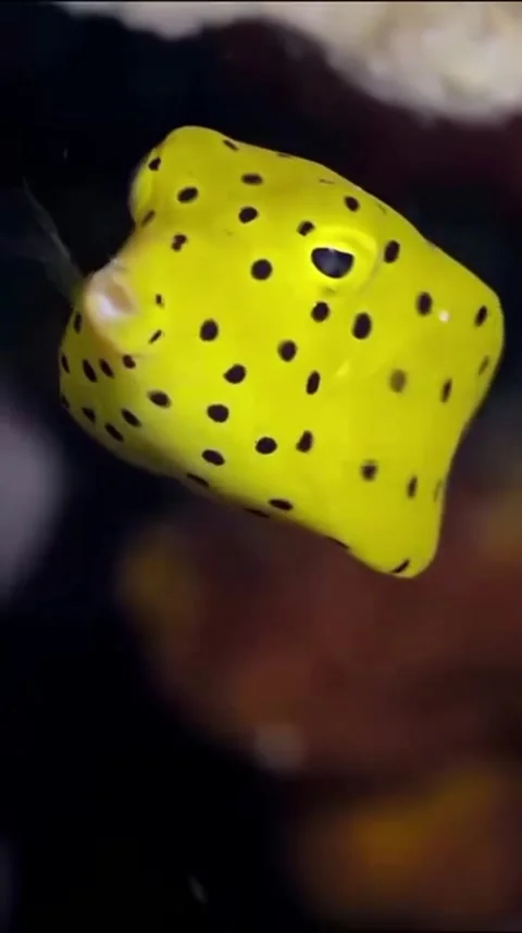 Yellow box fish with black spots on the coral seabed Stock Footage 320037941
