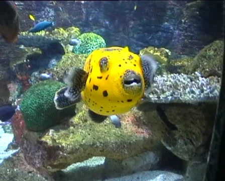 Yellow Box Fish Stock Footage 22513085