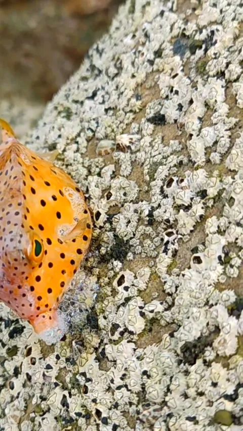 YELLOW BOXFISH Stock Footage 247988089