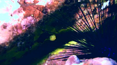 Yellow boxfish (Ostracion cubicus) tiny juvenile Video stock 58463312