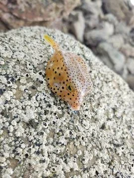 Yellow boxfish Stock Photos
