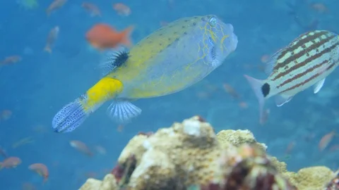 Yellow boxfish swimming between checkered snappers Video stock 112288185