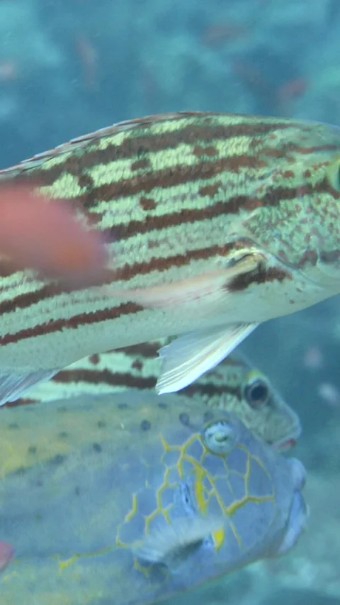 Yellow boxfish swimming between checkered snappers Stock Footage 228830383