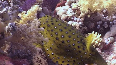 Yellow Boxfish, Swimming, Close Up Stock Footage 291283213