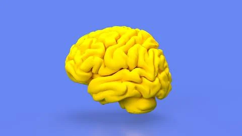 The yellow Brain for sci or education concept 3d rendering. Stock Photos