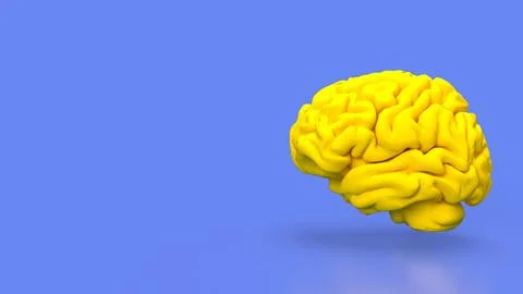 The yellow Brain for sci or education concept 3d rendering. Stock Photos