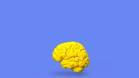 The yellow Brain for sci or education concept 3d rendering. Stock Photos