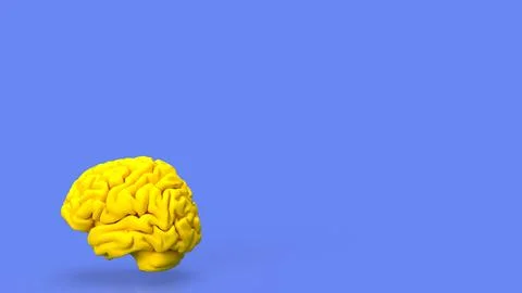 The yellow Brain for sci or education concept 3d rendering. Stock Photos