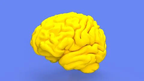 The yellow Brain for sci or education concept 3d rendering. Stock Photos