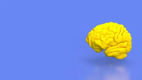 The yellow Brain for sci or education concept 3d rendering. Stock Photos